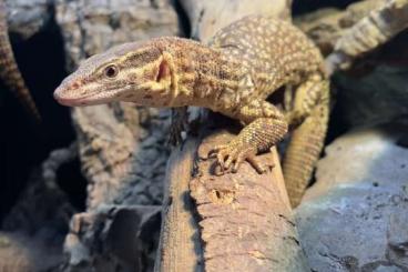 Echsen  kaufen und verkaufen Foto: Must go: varanus Acanthurus 1.0.1