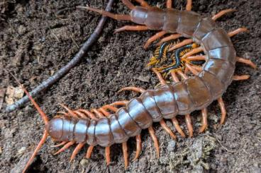 Myriapoda kaufen und verkaufen Photo: Scolopendra dehaani Nachzucht Myriapoda kaufen und verkaufen Photo: Scolopendra dehaani Nachzucht