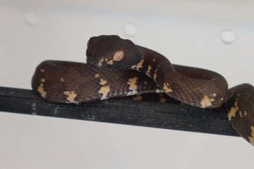 Venomous snakes kaufen und verkaufen Photo: Trimeresurus insularis, P. Cornutus,....