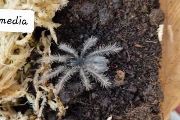 - bird spiders kaufen und verkaufen Photo: Biete verschiedene Vogelspinnen an