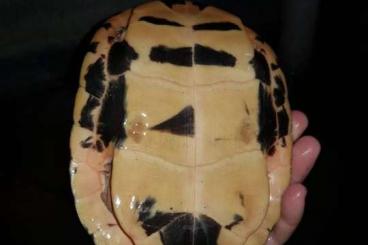 Schildkröten kaufen und verkaufen Foto: Cuora Aurocapitat, Trifasciata And Mccordi Schildkröten kaufen und verkaufen Foto: Cuora Aurocapitat, Trifasciata And Mccordi