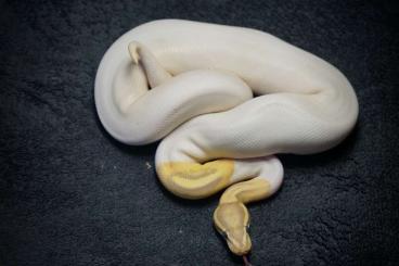 Ball Pythons kaufen und verkaufen Photo: Python Regius Königspython Piebald