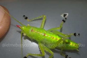 Insekten kaufen und verkaufen Foto: Copiphora rhinoceros (Costa Rica) rare offer