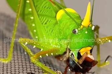 Insekten kaufen und verkaufen Foto: Predatory katydid eggs available: Copiphora rhinoceros + C. cornuta