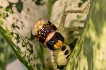 Insects kaufen und verkaufen Photo: Black-faced Pitbull predatory katydid (Lirometopum cf. coronatum) eggs