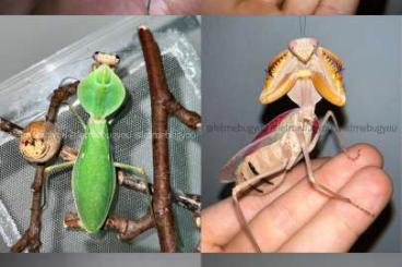 Insekten kaufen und verkaufen Foto: Mantis and katydid nymphs, pairs and eggs/ooths