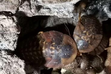 Insekten kaufen und verkaufen Foto: Riesenschaben Blaberus giganteus