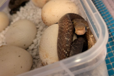 Schlangen kaufen und verkaufen Foto: 4.3 Drymarchon m. Unicolor Schlangen kaufen und verkaufen Foto: 4.3 Drymarchon m. Unicolor