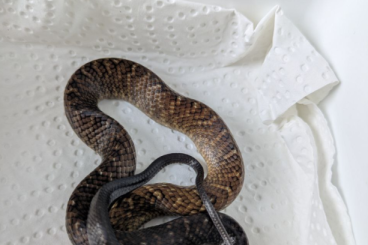 Schlangen kaufen und verkaufen Foto: Drymarchon melanurus Unicolor Schlangen kaufen und verkaufen Foto: Drymarchon melanurus Unicolor