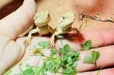 Agamen kaufen und verkaufen Foto: Pogona Henrylawsoni Babys