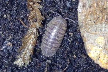 Insekten kaufen und verkaufen Foto: Isopods looking for a new home!