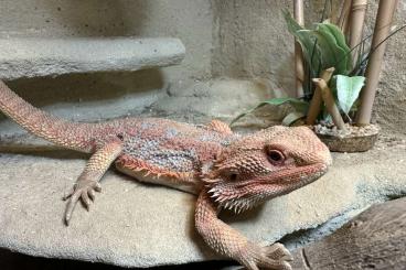 Bearded dragons kaufen und verkaufen Photo: Bartagame Männchen abzugeben 