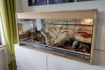 Schlangen kaufen und verkaufen Foto: Kornnatter mit Terrarium 120x50x50cm