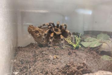 Spinnen und Skorpione kaufen und verkaufen Foto: Brachypelma Smithi mit Terrarium