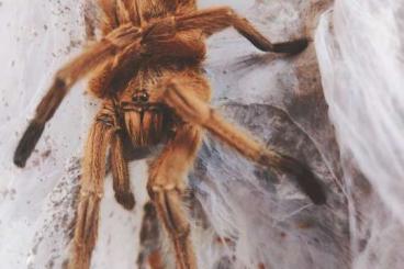 - bird spiders kaufen und verkaufen Photo: Sell : Chilobrachys sp. orange