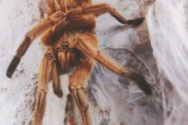 Vogelspinnen kaufen und verkaufen Foto: Sell : Chilobrachys sp. orange