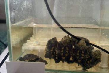 Schildkröten  kaufen und verkaufen Foto: For sale Claudius angustatus