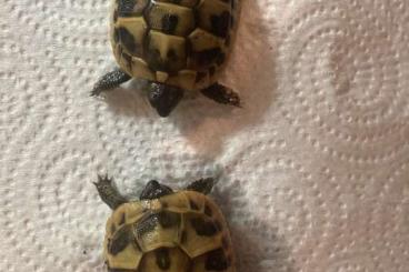 Tortoises kaufen und verkaufen Photo: Testudo Hermanni Boettgeri