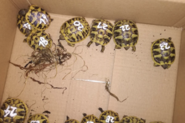 Landschildkröten kaufen und verkaufen Foto: Testudo Hermanni beotgerie