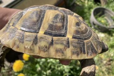 Landschildkröten kaufen und verkaufen Foto: Griechische Landschildkröten 