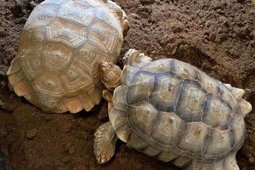 Turtles and Tortoises kaufen und verkaufen Photo: Centrochelys sulcata adult couple