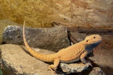 Bearded dragons kaufen und verkaufen Photo: Sandfire Bartagame zu verkaufen