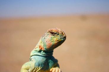 Andere Agamen kaufen und verkaufen Foto: Uromastyx Thomasi. Dornschwanzagame 