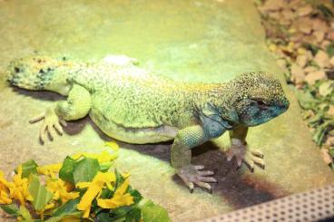 Andere Agamen kaufen und verkaufen Foto: Uromastyx Thomasi. Dornschwanzagame 