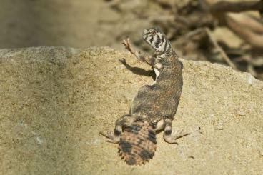 Echsen  kaufen und verkaufen Foto: Uromastyx Thomasi. Dornschwanzagame 