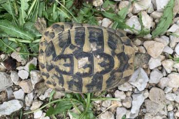 Turtles and Tortoises kaufen und verkaufen Photo: 0,3 Testudo hermanni boettgerie adult und eierlegend