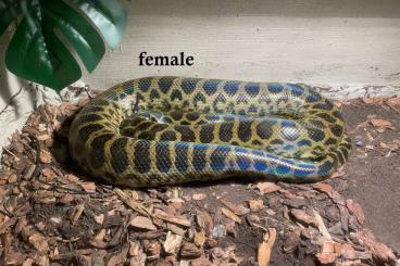 Schlangen kaufen und verkaufen Foto: Eunectes notaeus - Yellow Anaconda cb25 Schlangen kaufen und verkaufen Foto: Eunectes notaeus - Yellow Anaconda cb25
