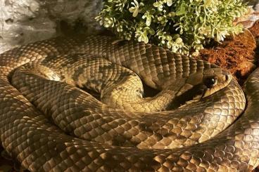 Schlangen kaufen und verkaufen Foto: Anaconda, Elaphe carinata,Hydrodynastes gigas