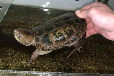 Schildkröten  kaufen und verkaufen Foto: Suche Platysternon megacephalum