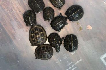 Schildkröten  kaufen und verkaufen Foto: Kinosternon baurii 0,0,10