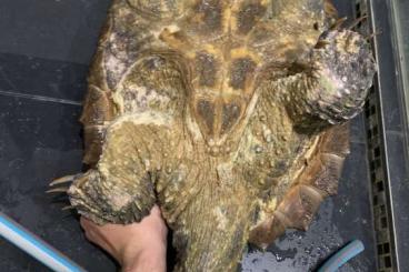 Schildkröten  kaufen und verkaufen Foto: Macrochelys temminckii 1,0 adult 