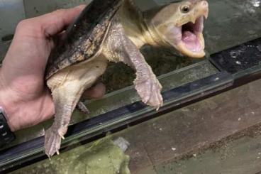 Schildkröten kaufen und verkaufen Foto: 1,4 Claudius angustatus for Verona Schildkröten kaufen und verkaufen Foto: 1,4 Claudius angustatus for Verona