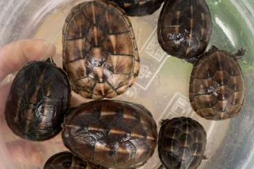 Schildkröten kaufen und verkaufen Foto: Kinosternon baurii CB23, 24, 25 Schildkröten kaufen und verkaufen Foto: Kinosternon baurii CB23, 24, 25