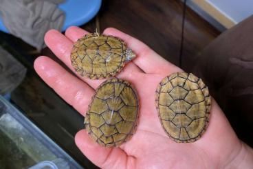 Schildkröten kaufen und verkaufen Foto: 0,3 Sternotherus minor peltifer Schildkröten kaufen und verkaufen Foto: 0,3 Sternotherus minor peltifer