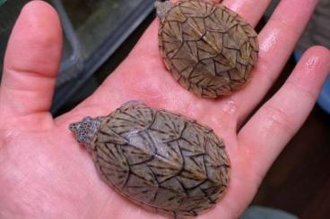 Schildkröten kaufen und verkaufen Foto: 1,1 Sternontherus minor minor. Schildkröten kaufen und verkaufen Foto: 1,1 Sternontherus minor minor.