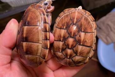 Turtles and Tortoises kaufen und verkaufen Photo: 0,8 Kinosternon baurii CB 22,23 Turtles and Tortoises kaufen und verkaufen Photo: 0,8 Kinosternon baurii CB 22,23