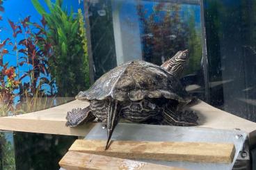 Sumpfschildkröten kaufen und verkaufen Foto: Sumpfschildkröte incl.Aquarium
