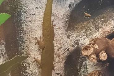 Geckos kaufen und verkaufen Foto: Goldstaub Taggeckos Phelsuma laticauda
