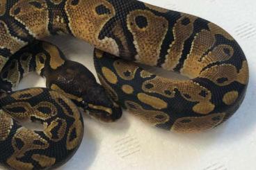 Königspythons kaufen und verkaufen Foto: Königspython "Classic" 21 Python regius