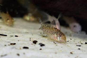 Zierfische kaufen und verkaufen Foto: Corydoras Cruziensis Panzerwels 