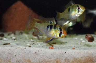 ornamental fish kaufen und verkaufen Photo: Mikrogeophagus Ramirezi Schmetterlingsbuntbarsch 