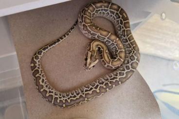 Pythons kaufen und verkaufen Foto: Tigerpython NZ 2025 Burmese Python Pythons kaufen und verkaufen Foto: Tigerpython NZ 2025 Burmese Python