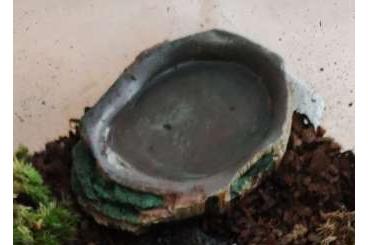Poison dart frogs kaufen und verkaufen Photo: phyllobates vittatus kostenlos abzugeben in gute Hände 