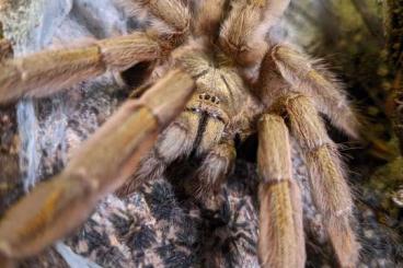 Vogelspinnen kaufen und verkaufen Foto: Biete D.exilis, T. plumipes, N.incei, P.cambridgei für Weinstadt