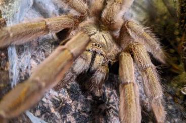 Vogelspinnen kaufen und verkaufen Foto: Biete D.exilis, T. plumipes, N.incei, P.cambridgei für Weinstadt