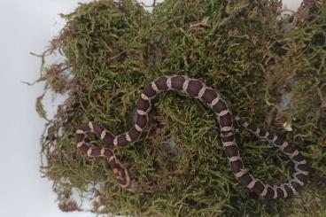 Nattern ungiftige  kaufen und verkaufen Foto: Kornnatter Babys NZ von 21